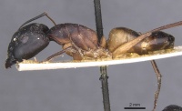 Camponotus magister casent0911999 p 1 high.jpg