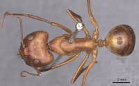 Camponotus mystaceus casent0905188 d 1 high.jpg