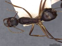 Camponotus mystaceus kamae casent0909951 d 1 high.jpg