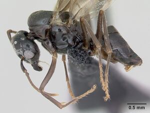 Lasius mixtus casent0172756 profile 1.jpg