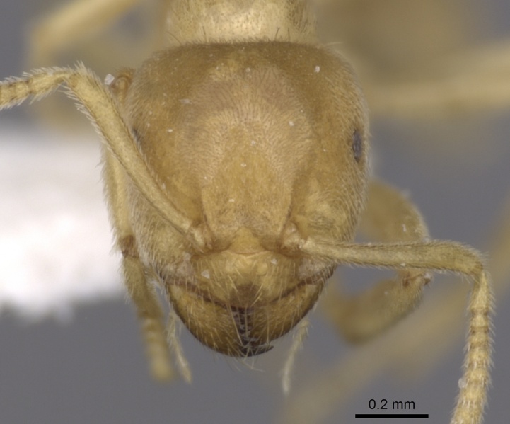 File:Lasius myops casent0280455 h 1 high.jpg