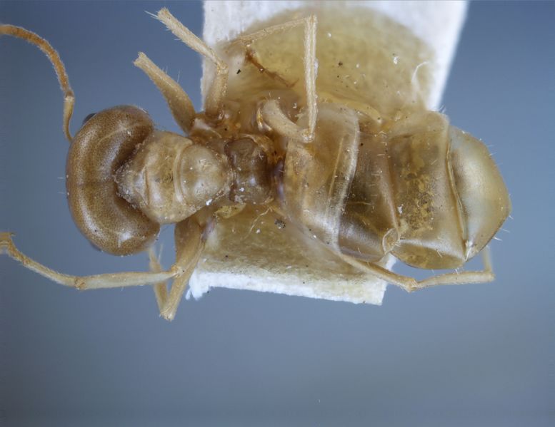 File:Melophorus sulla syntype 3 MCZC 23030 top 25.jpg