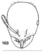 Monomorium parantarcticum F103.jpg