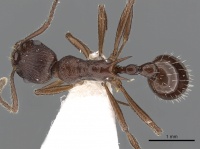 Myrmica collingwoodi D casent0900338.jpg