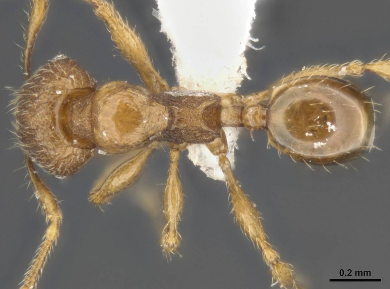 File:Pheidole variabilis antweb1008113 d 1 high.jpg