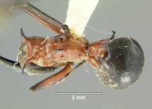 Polyrhachis-bellicosaD2x.jpg