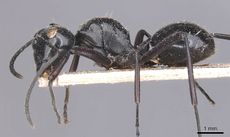 Polyrhachis albertisi casent0905545 p 1 high.jpg