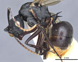 Polyrhachis derecyna casent0903312 p 1 high.jpg