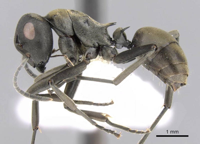 File:Polyrhachis flavoflagellata casent0906782 p 1 high.jpg