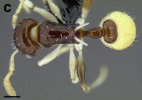 Temnothorax harlequina casent0756091 F141 c.jpg