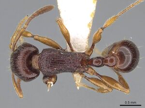 Tetramorium nassonowii casent0195504 d 1 high.jpg