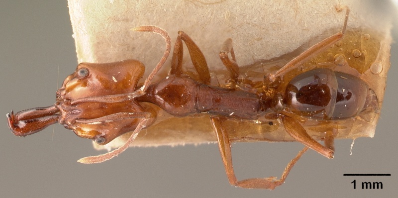 File:Anochetus madagascarensis casent0101729 dorsal 1.jpg