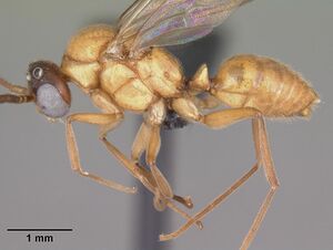 Anochetus madagascarensis casent0104544 profile 1.jpg