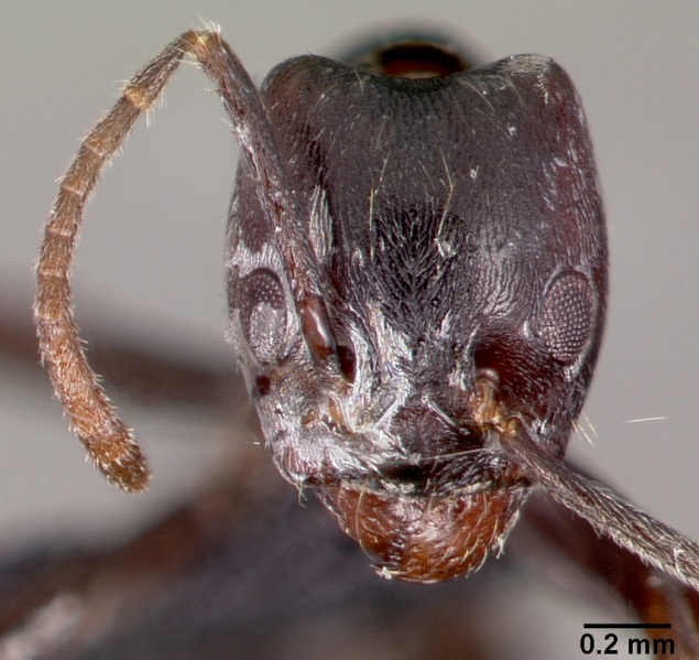 File:Anonychomyrma murina casent0003185 head 1.jpg