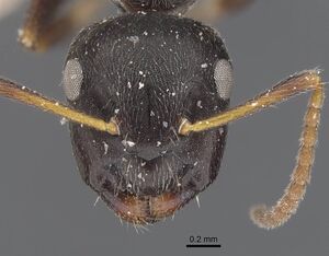 Camponotus annulatus casent0911657 h 1 high.jpg