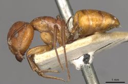 Camponotus foraminosus casent0910501 p 1 high.jpg