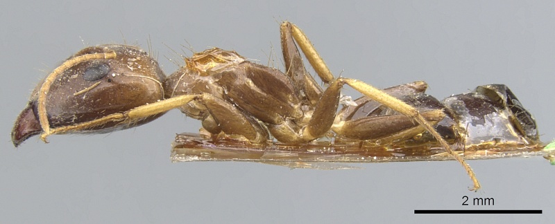 File:Camponotus inconspicuus casent0903568 p 1 high.jpg