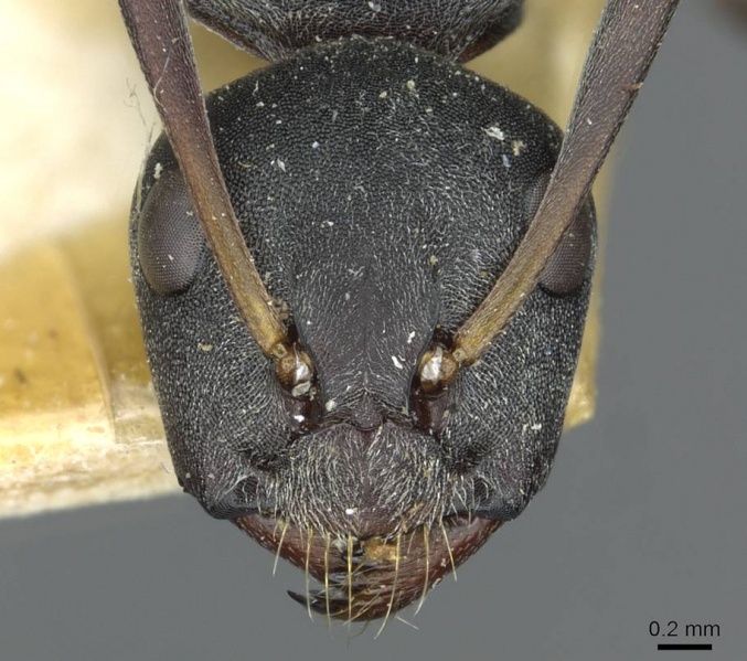 File:Camponotus sankisianus rmcaent000017813 h 1 high.jpg