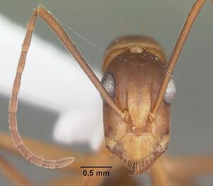 Camponotus tortuganus casent0103717 head 1.jpg