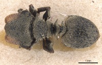 Cephalotes cristatus D casent0904908.jpg