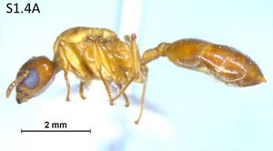 Crematogaster captiosa F1.4A.jpg