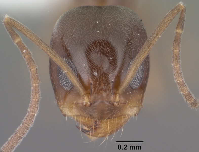 File:Dorymyrmex insanus casent0102753 head 1.jpg