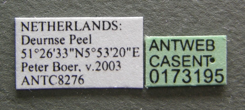 File:Leptothorax muscorum casent0173195 label 1.jpg