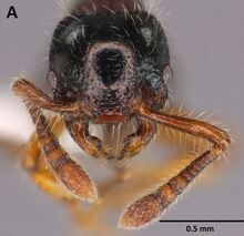 Myrmecina nitidiuscula F5 H.jpg