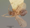 Paratrechina madagascarensis ellisii casent0101717 dorsal 2.jpg