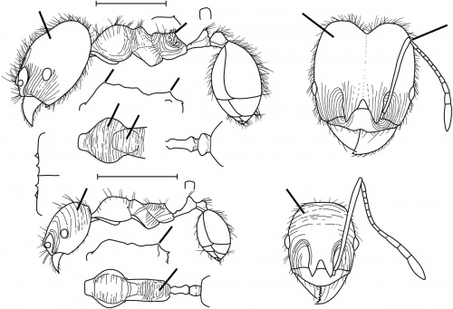 Pheidole alfaroi Wilson 2003.jpg