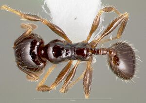 Pheidole clementensis casent0005756 dorsal 1.jpg