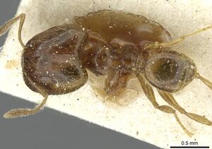 Pheidole minima casent0913354 d 1 high.jpg