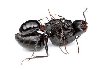 Polyrhachis lamellidens queen with Camponotus japonicus queen, Taku Shimada (3).jpg