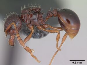 Pristomyrmex mandibularis casent0171100 profile 1.jpg