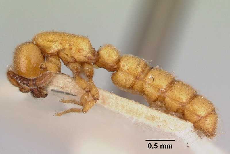 File:Sphinctomyrmex imbecilis casent0172114 profile 1.jpg