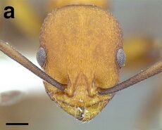 Temnothorax casanovai LACMENT323462 F106 a.jpg