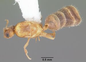 Brachymyrmex minutus casent0103626 dorsal 1.jpg