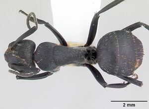 Camponotus bayeri casent0178248 dorsal 1.jpg