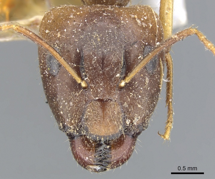 File:Camponotus inconspicuus casent0903568 h 1 high.jpg