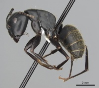 Camponotus japonicus casent0249983 p 1 high.jpg