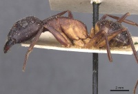 Camponotus pupillus casent0911928 p 1 high.jpg