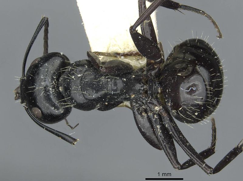 File:Camponotus vividus semidepilis rmcaent000017815 d 1 high.jpg