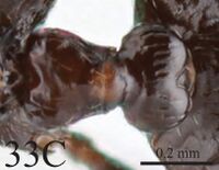 Crematogaster pia 33c.jpg