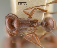 MCZ-ENT00020581 Pogonomyrmex sanctihyacinthi had.jpg