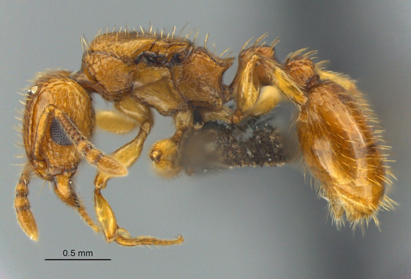 File:MCZ-ENT00512626 Tetramorium phasias qu hal 5.jpg