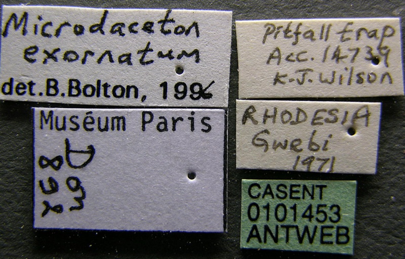 File:Microdaceton exornatum casent0101453 label 1.jpg