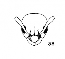 Plagiolepis-sudanica.jpg