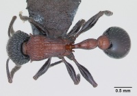 Poecilomyrma senirewae myrmecodiae casent0171043 dorsal 1.jpg