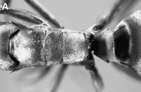 Polyrhachis bosi Fig 2a.jpg