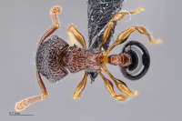 Pristomyrmex cribrarius had3-2.jpg